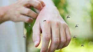 Как эффективно бороться с комарами на дачном участке: проверенные способы