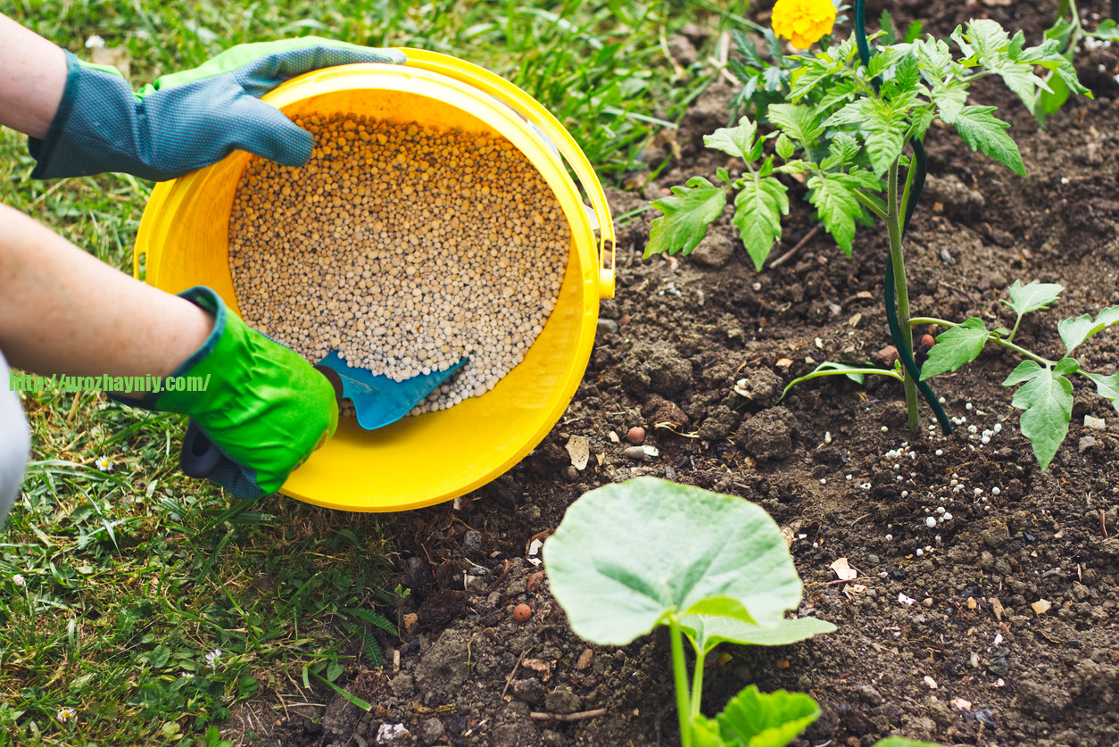 Как правильно выбрать удобрение для вашего сада и огорода