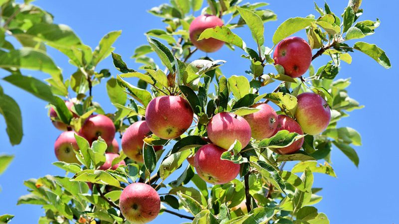 Саженцы яблони: как выбрать и вырастить здоровое дерево