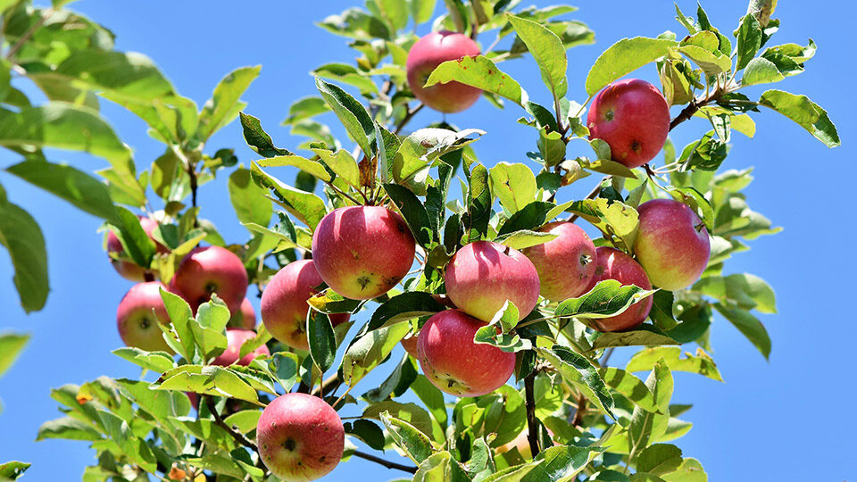 Саженцы яблони: как выбрать и вырастить здоровое дерево