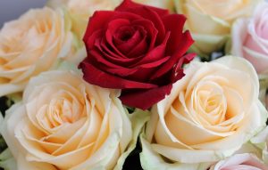 Рози: оптовый поставщик роз в вашем распоряжении